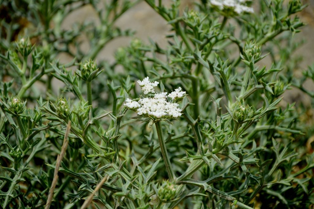 Echinophora spinosa (Apiaceae)